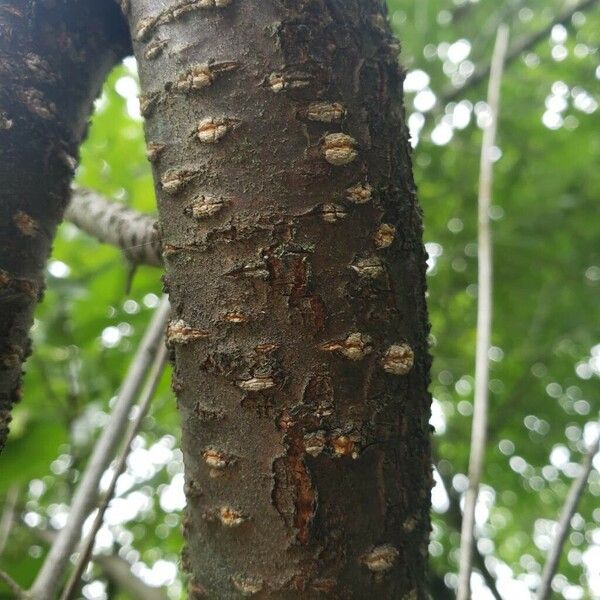 Prunus nigra Bark