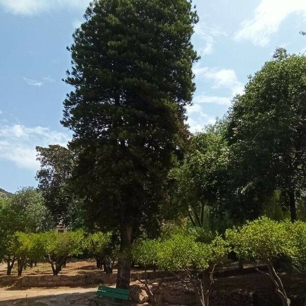 Araucaria heterophylla Хабит