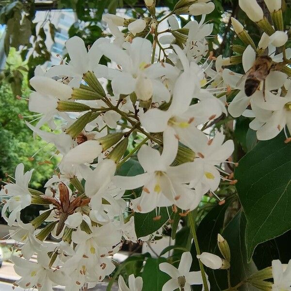 Cordia alliodora फूल