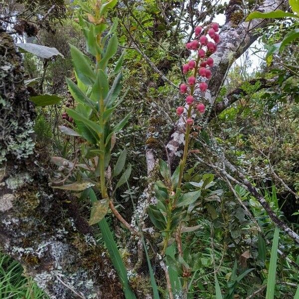 Agarista buxifolia 形态