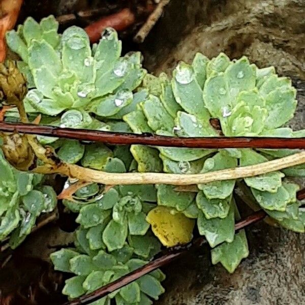 Saxifraga paniculata Tervik taim