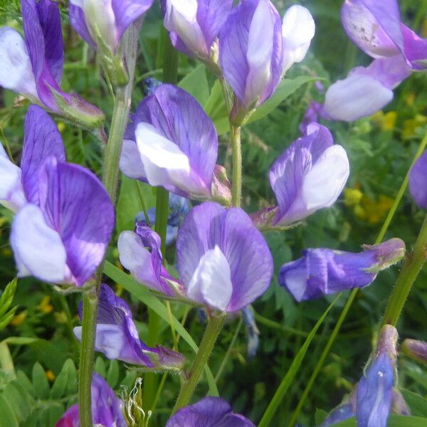 Vicia onobrychioides Kvet