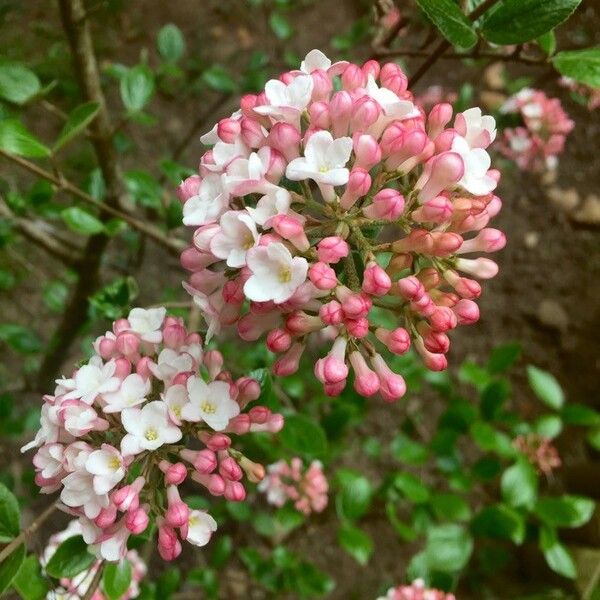 Viburnum carlesii Pokrój