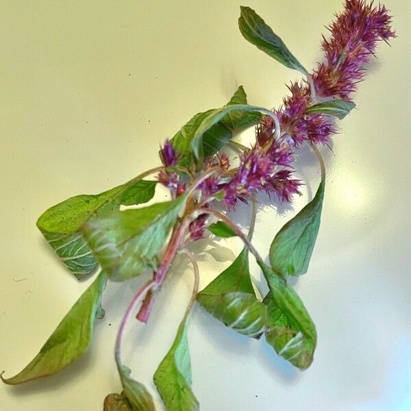 Amaranthus hybridus Other