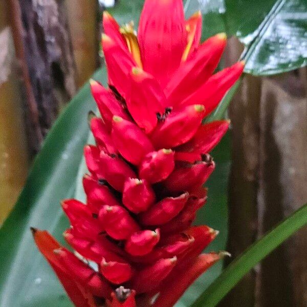 Musa coccinea Owoc