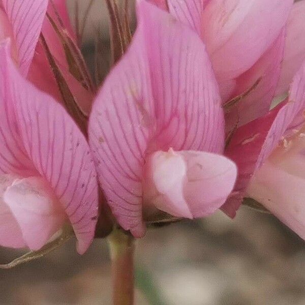 Trifolium alpinum Кветка