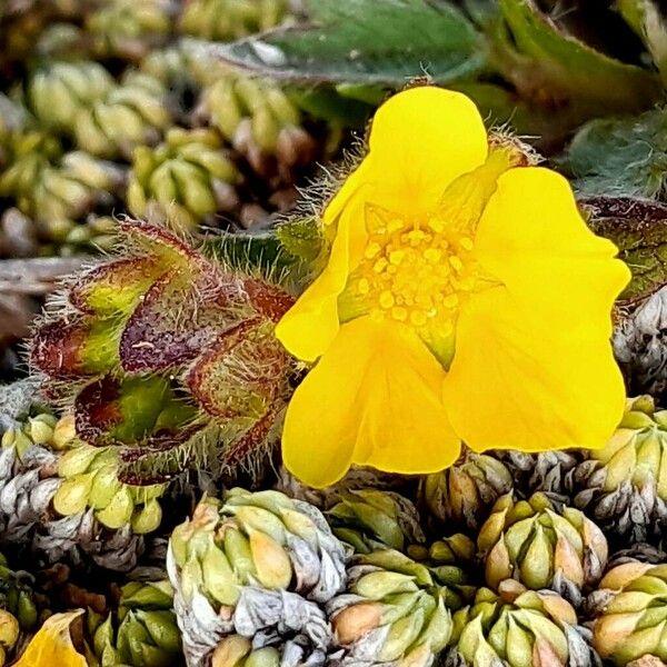 Potentilla crantzii Flower