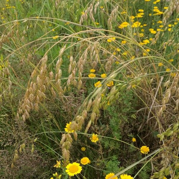 Bromus secalinus Deilen