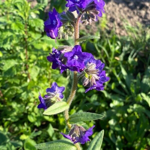 Anchusa officinalis 花