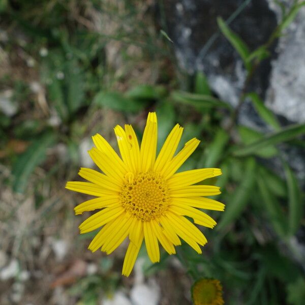 Buphthalmum salicifolium Flower