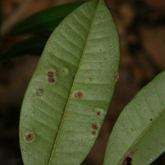 Myrcia decorticans Leaf