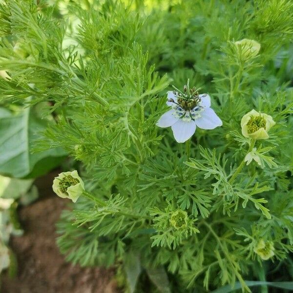 Nigella sativa Vekstform