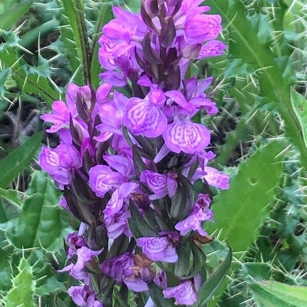 Dactylorhiza elata Цвят