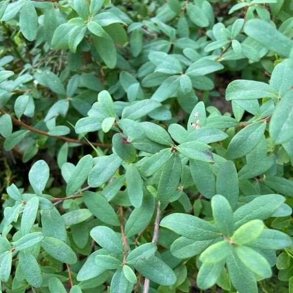 Vaccinium uliginosum Blad