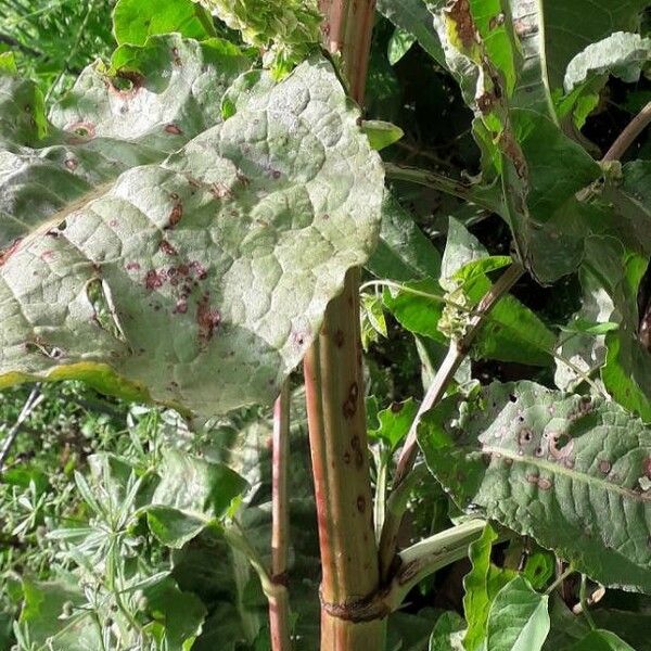 Rumex crispus Corteccia