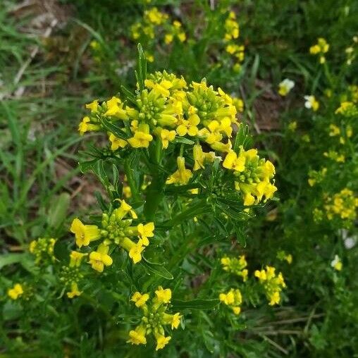 Barbarea verna Flower