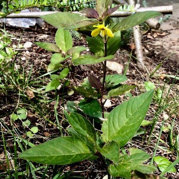 Lysimachia ciliata Φύλλο