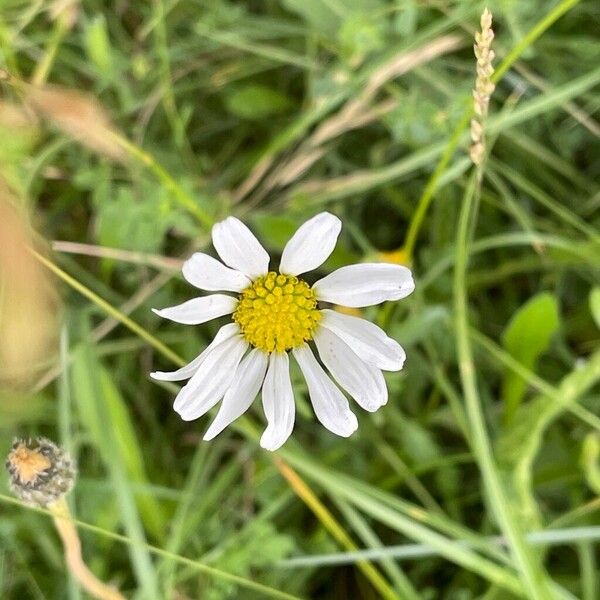 Anthemis arvensis Flower