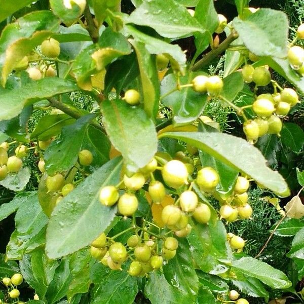 Euonymus carnosus Blad