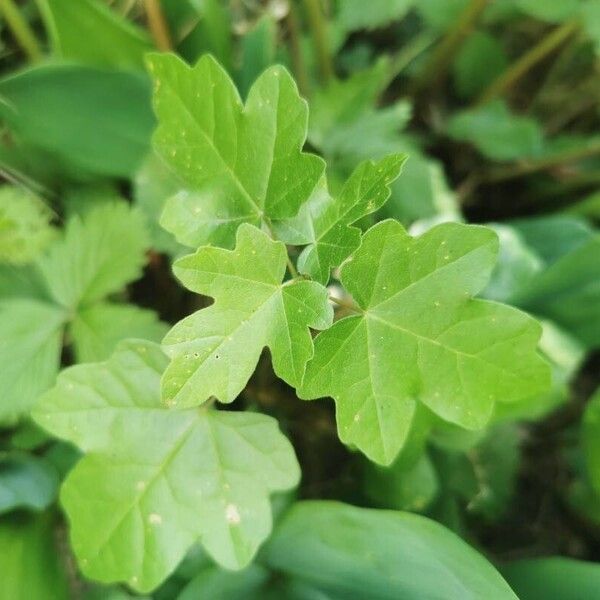 Acer × bornmuelleri Leaf