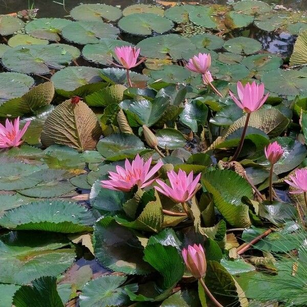 Nymphaea rubra Flor