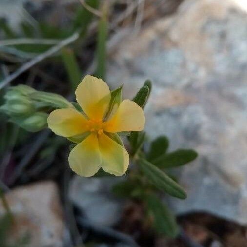 Helianthemum salicifolium Floare