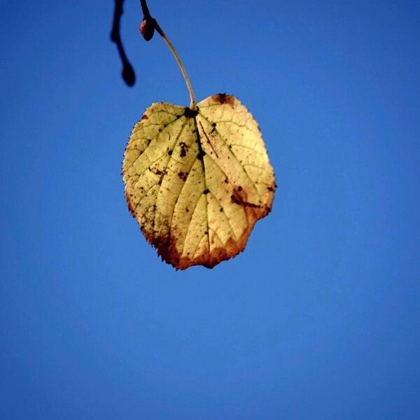 Tilia cordata Leht