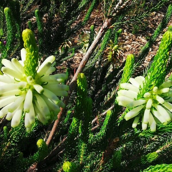 Erica verticillata Flower