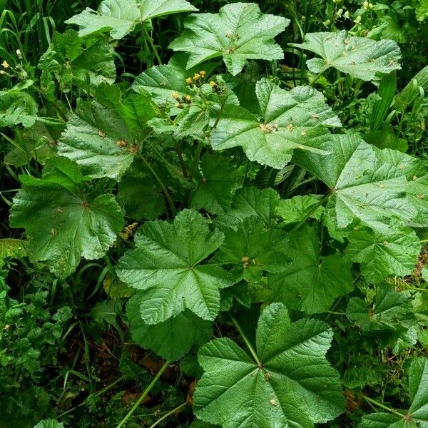 Malva verticillata Hábito