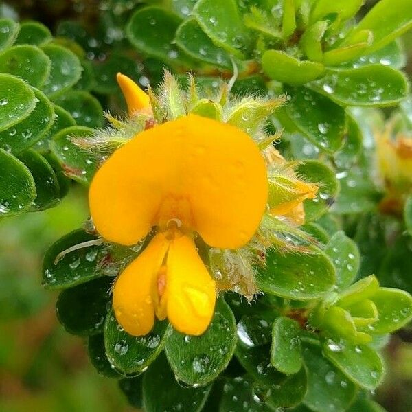 Pultenaea ferruginea 花