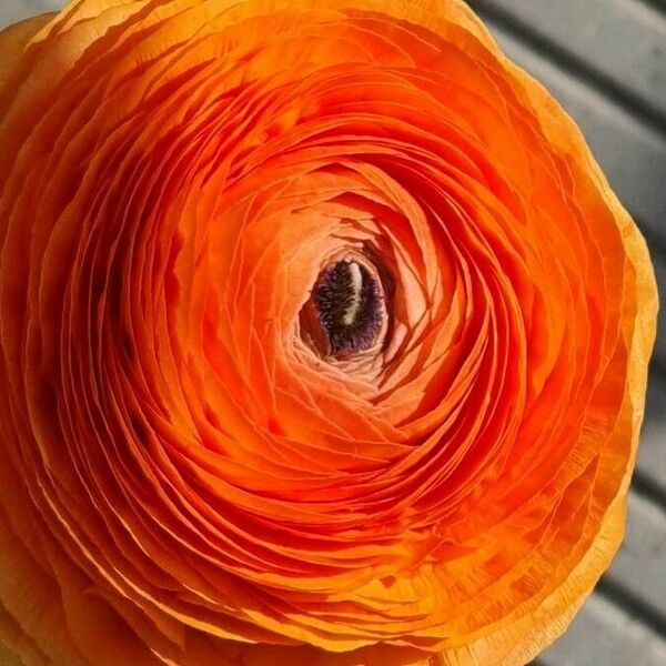 Ranunculus asiaticus Flower