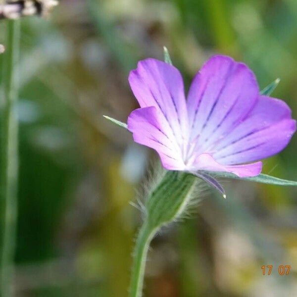 Agrostemma githago Flor