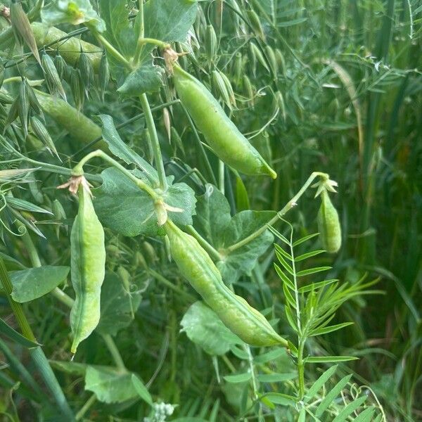 Lathyrus oleraceus Fruit