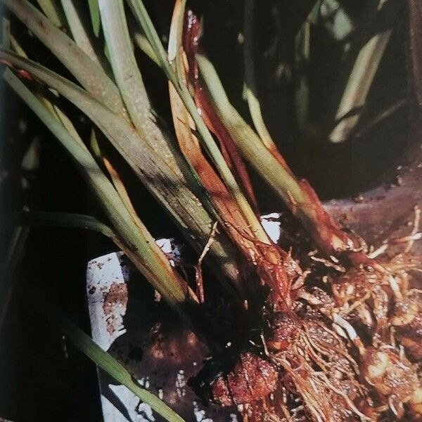 Cyperus esculentus Leaf