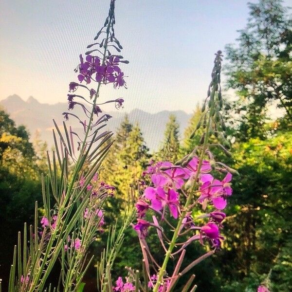 Epilobium angustifolium Floro