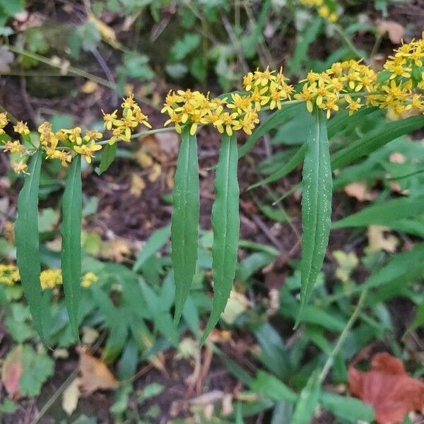 Solidago caesia Çiçek