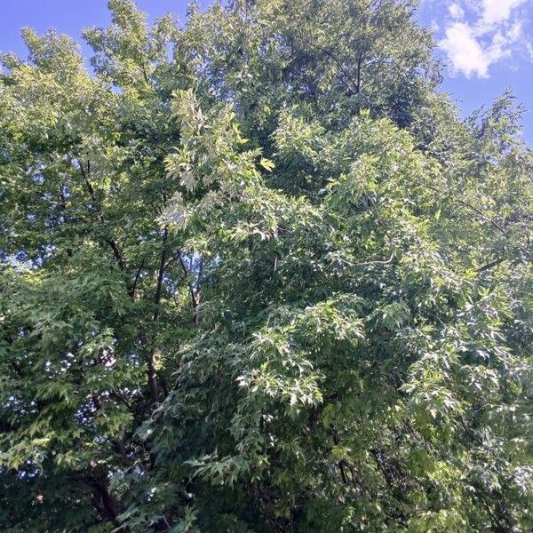 Acer saccharinum Habit