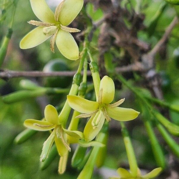 Pavetta gardeniifolia Fiore