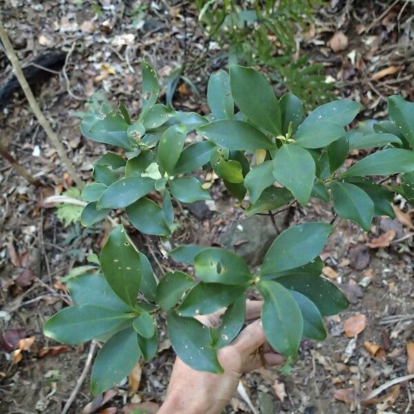 Myrsine arborea Blad