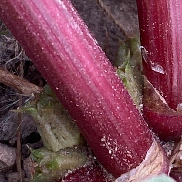 Rumex spinosus Bark