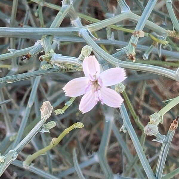 Stephanomeria exigua Flower