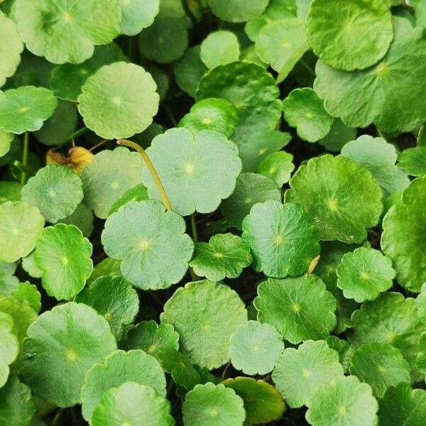 Hydrocotyle vulgaris Blad