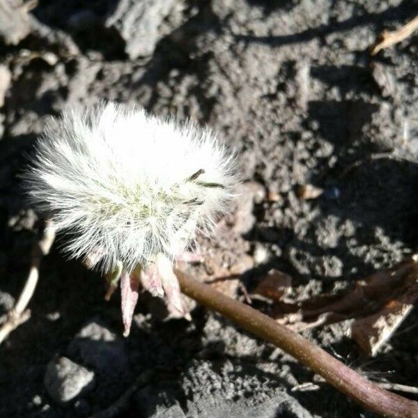 Taraxacum palustre Fruitua