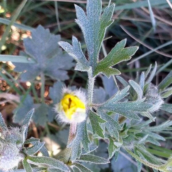 Ranunculus bulbosus Liść