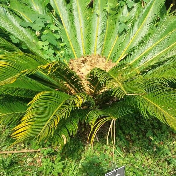 Cycas revoluta Plante entière