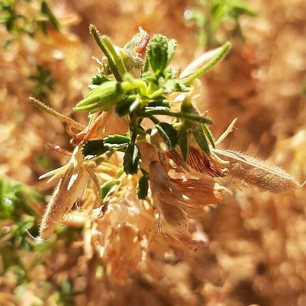 Ononis natrix Leaf