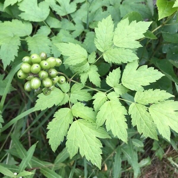 Actaea rubra Gyümölcs