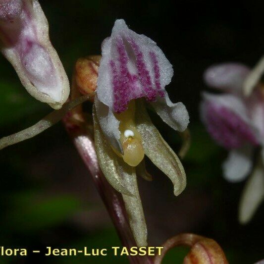 Epipogium aphyllum Floro