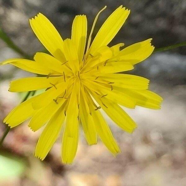 Crepis pulchra Flower