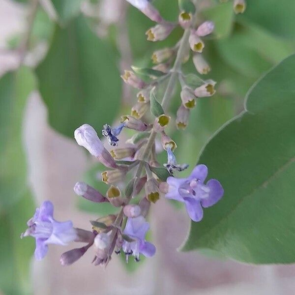 Vitex trifolia Kvet